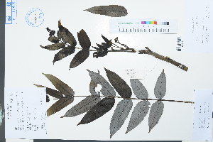  (Zanthoxylum austrosinense - Ge03879)  @11 [ ] CreativeCommons  Attribution Non-Commercial Share-Alike  Unspecified Herbarium of South China Botanical Garden