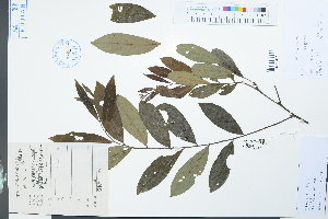  ( - Ge03885)  @11 [ ] CreativeCommons  Attribution Non-Commercial Share-Alike  Unspecified Herbarium of South China Botanical Garden