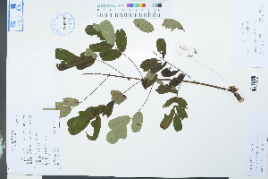  ( - Ge03889)  @11 [ ] CreativeCommons  Attribution Non-Commercial Share-Alike  Unspecified Herbarium of South China Botanical Garden