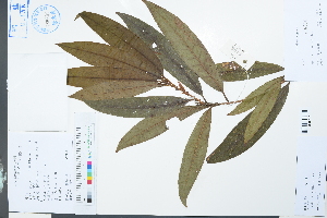  ( - Ge03890)  @11 [ ] CreativeCommons  Attribution Non-Commercial Share-Alike  Unspecified Herbarium of South China Botanical Garden