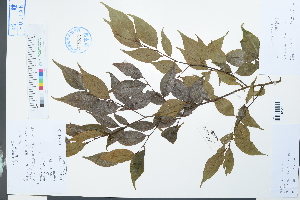  (Photinia parvifolia - Ge03892)  @11 [ ] CreativeCommons  Attribution Non-Commercial Share-Alike  Unspecified Herbarium of South China Botanical Garden