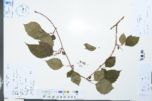  (Schisandraceae - Ge03895)  @11 [ ] CreativeCommons  Attribution Non-Commercial Share-Alike  Unspecified Herbarium of South China Botanical Garden