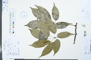 (Stauntonia obovatifoliola - Ge03899)  @11 [ ] CreativeCommons  Attribution Non-Commercial Share-Alike  Unspecified Herbarium of South China Botanical Garden