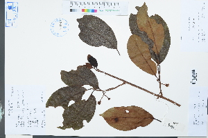  (Kadsura longipedunculata - Ge03901)  @11 [ ] CreativeCommons  Attribution Non-Commercial Share-Alike  Unspecified Herbarium of South China Botanical Garden