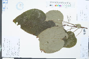  ( - Ge03902)  @11 [ ] CreativeCommons  Attribution Non-Commercial Share-Alike  Unspecified Herbarium of South China Botanical Garden
