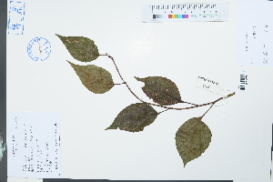  (Schisandra sphenanthera - Ge03905)  @11 [ ] CreativeCommons  Attribution Non-Commercial Share-Alike  Unspecified Herbarium of South China Botanical Garden