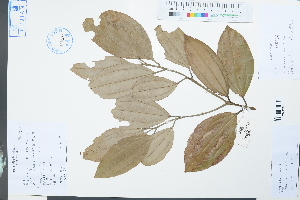  (Cinnamomum austrosinense - Ge03913)  @11 [ ] CreativeCommons  Attribution Non-Commercial Share-Alike  Unspecified Herbarium of South China Botanical Garden