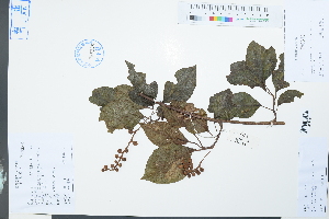  (Schisandra arisanensis - Ge03915)  @11 [ ] CreativeCommons  Attribution Non-Commercial Share-Alike  Unspecified Herbarium of South China Botanical Garden