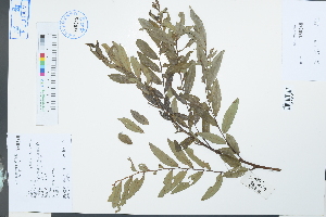  (Glochidion puberum - Ge03923)  @11 [ ] CreativeCommons  Attribution Non-Commercial Share-Alike  Unspecified Herbarium of South China Botanical Garden