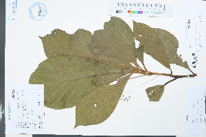 ( - Ge03935)  @11 [ ] CreativeCommons  Attribution Non-Commercial Share-Alike  Unspecified Herbarium of South China Botanical Garden