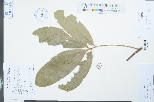  (Lithocarpus skanianus - Ge03937)  @11 [ ] CreativeCommons  Attribution Non-Commercial Share-Alike  Unspecified Herbarium of South China Botanical Garden