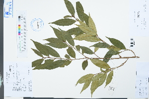  (Cissus assamica - Ge03938)  @11 [ ] CreativeCommons  Attribution Non-Commercial Share-Alike  Unspecified Herbarium of South China Botanical Garden