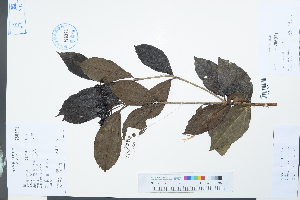  (Turpinia - Ge03943)  @11 [ ] CreativeCommons  Attribution Non-Commercial Share-Alike  Unspecified Herbarium of South China Botanical Garden