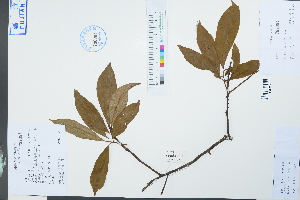  (Embelia undulata - Ge03947)  @11 [ ] CreativeCommons  Attribution Non-Commercial Share-Alike  Unspecified Herbarium of South China Botanical Garden
