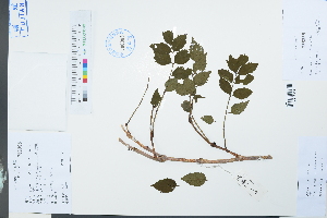  ( - Ge03948)  @11 [ ] CreativeCommons  Attribution Non-Commercial Share-Alike  Unspecified Herbarium of South China Botanical Garden