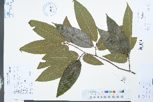  (Fagus longipetiolata - Ge03950)  @11 [ ] CreativeCommons  Attribution Non-Commercial Share-Alike  Unspecified Herbarium of South China Botanical Garden