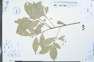  ( - Ge03953)  @11 [ ] CreativeCommons  Attribution Non-Commercial Share-Alike  Unspecified Herbarium of South China Botanical Garden