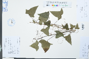  (Hedera nepalensis var. sinensis - Ge03962)  @11 [ ] CreativeCommons  Attribution Non-Commercial Share-Alike  Unspecified Herbarium of South China Botanical Garden