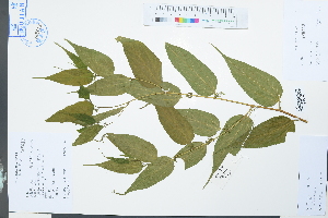  (Trema cannabina - Ge03963)  @11 [ ] CreativeCommons  Attribution Non-Commercial Share-Alike  Unspecified Herbarium of South China Botanical Garden