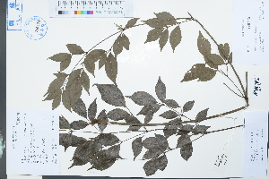  (Heteropanax brevipedicellatus - Ge03970)  @11 [ ] CreativeCommons  Attribution Non-Commercial Share-Alike  Unspecified Herbarium of South China Botanical Garden
