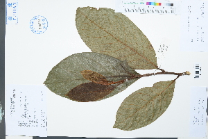  (Michelia balansae - Ge03973)  @11 [ ] CreativeCommons  Attribution Non-Commercial Share-Alike  Unspecified Herbarium of South China Botanical Garden