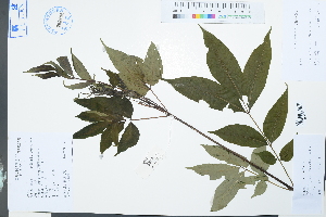  (Tetradium glabrifolium - Ge03975)  @11 [ ] CreativeCommons  Attribution Non-Commercial Share-Alike  Unspecified Herbarium of South China Botanical Garden