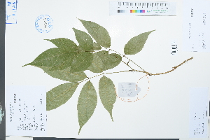  (Derris fordii - Ge03988)  @11 [ ] CreativeCommons  Attribution Non-Commercial Share-Alike  Unspecified Herbarium of South China Botanical Garden