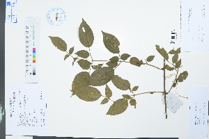  (Jasminum sinense - Ge03991)  @11 [ ] CreativeCommons  Attribution Non-Commercial Share-Alike  Unspecified Herbarium of South China Botanical Garden