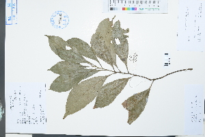  (Lithocarpus litseifolius - Ge04000)  @11 [ ] CreativeCommons  Attribution Non-Commercial Share-Alike  Unspecified Herbarium of South China Botanical Garden