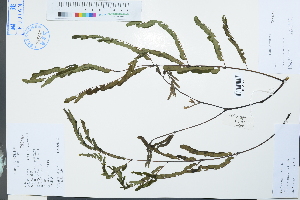  ( - Ge04010)  @11 [ ] CreativeCommons  Attribution Non-Commercial Share-Alike  Unspecified Herbarium of South China Botanical Garden