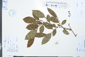  (Smilax discotis - Ge04011)  @11 [ ] CreativeCommons  Attribution Non-Commercial Share-Alike  Unspecified Herbarium of South China Botanical Garden