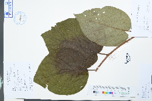 (Actinidia - Ge04018)  @11 [ ] CreativeCommons  Attribution Non-Commercial Share-Alike  Unspecified Herbarium of South China Botanical Garden