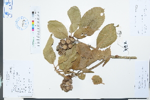  (Lithocarpus uvariifolius - Ge04022)  @11 [ ] CreativeCommons  Attribution Non-Commercial Share-Alike  Unspecified Herbarium of South China Botanical Garden