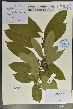  (Paraderris elliptica - Ge04027)  @11 [ ] CreativeCommons  Attribution Non-Commercial Share-Alike  Unspecified Herbarium of South China Botanical Garden