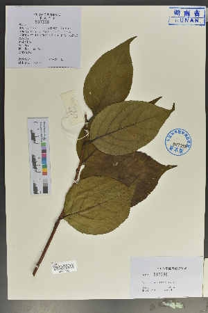  (Tripterygium - Ge04033)  @11 [ ] CreativeCommons  Attribution Non-Commercial Share-Alike  Unspecified Herbarium of South China Botanical Garden