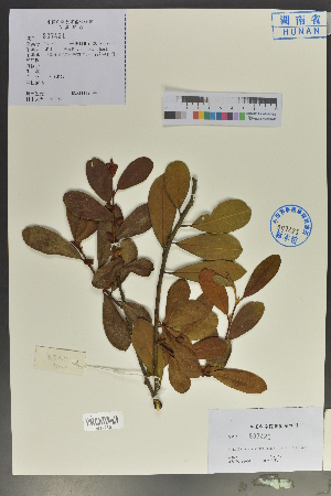  (Magnolia laevifolia - Ge04035)  @11 [ ] CreativeCommons  Attribution Non-Commercial Share-Alike  Unspecified Herbarium of South China Botanical Garden