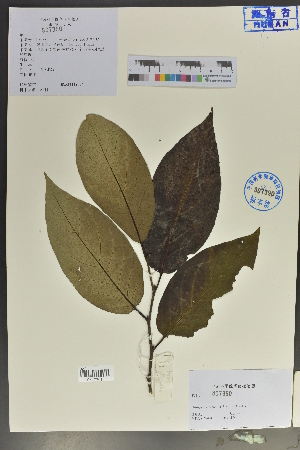  (Diospyros japonica - Ge04036)  @11 [ ] CreativeCommons  Attribution Non-Commercial Share-Alike  Unspecified Herbarium of South China Botanical Garden