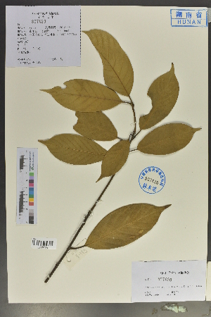  (Lithocarpus calophyllus - Ge04037)  @11 [ ] CreativeCommons  Attribution Non-Commercial Share-Alike  Unspecified Herbarium of South China Botanical Garden
