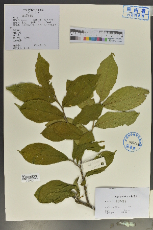  ( - Ge04047)  @11 [ ] CreativeCommons  Attribution Non-Commercial Share-Alike  Unspecified Herbarium of South China Botanical Garden
