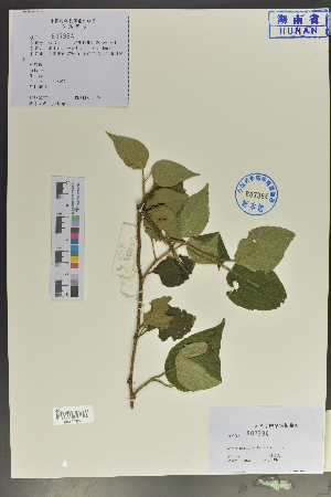  ( - Ge04049)  @11 [ ] CreativeCommons  Attribution Non-Commercial Share-Alike  Unspecified Herbarium of South China Botanical Garden