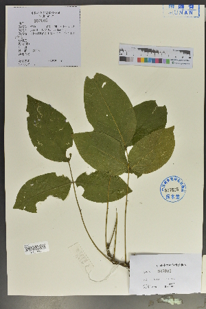  (Callerya congestiflora - Ge04053)  @11 [ ] CreativeCommons  Attribution Non-Commercial Share-Alike  Unspecified Herbarium of South China Botanical Garden