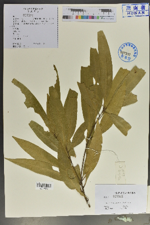  (Lithocarpus attenuatus - Ge04055)  @11 [ ] CreativeCommons  Attribution Non-Commercial Share-Alike  Unspecified Herbarium of South China Botanical Garden