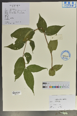  ( - Ge04063)  @11 [ ] CreativeCommons  Attribution Non-Commercial Share-Alike  Unspecified Herbarium of South China Botanical Garden