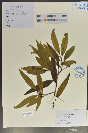  (Kadsura angustifolia - Ge04071)  @11 [ ] CreativeCommons  Attribution Non-Commercial Share-Alike  Unspecified Herbarium of South China Botanical Garden
