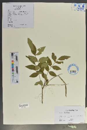  (Indigofera decora var. ichangensis - Ge04074)  @11 [ ] CreativeCommons  Attribution Non-Commercial Share-Alike  Unspecified Herbarium of South China Botanical Garden