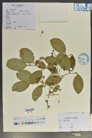  (Smilax glaucochina - Ge04083)  @11 [ ] CreativeCommons  Attribution Non-Commercial Share-Alike  Unspecified Herbarium of South China Botanical Garden