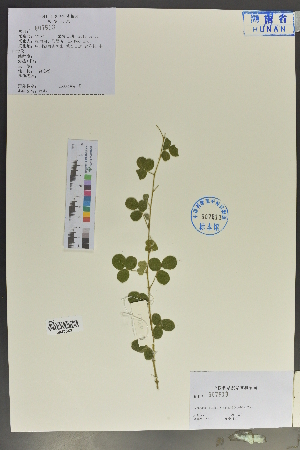  (Lespedeza pilosa - Ge04085)  @11 [ ] CreativeCommons  Attribution Non-Commercial Share-Alike  Unspecified Herbarium of South China Botanical Garden