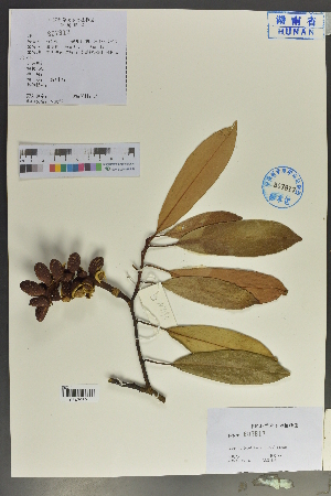  (Michelia leveilleana - Ge04093)  @11 [ ] CreativeCommons  Attribution Non-Commercial Share-Alike  Unspecified Herbarium of South China Botanical Garden