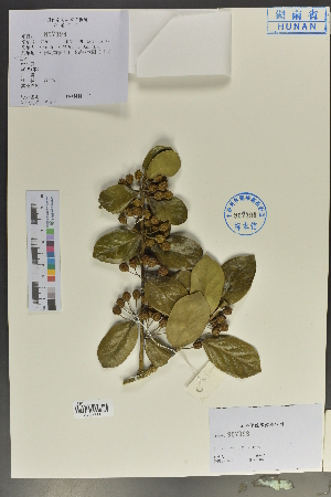  ( - Ge04095)  @11 [ ] CreativeCommons  Attribution Non-Commercial Share-Alike  Unspecified Herbarium of South China Botanical Garden