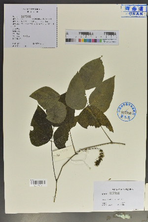  (Mucuna lamellata - Ge04096)  @11 [ ] CreativeCommons  Attribution Non-Commercial Share-Alike  Unspecified Herbarium of South China Botanical Garden